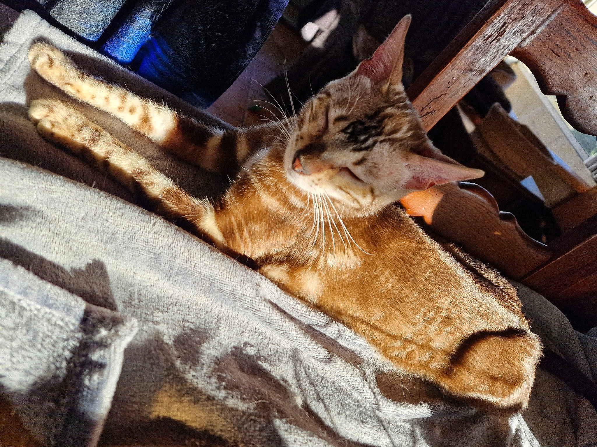 Maya participe au concours pour gagner de l'argent avec cette photo : bag, brown, carnivore, cat, chair, claw, comfort, domestic_short_haired_cat, fawn, felidae, fur, human_leg, linens, luggage_and_bags, small_to_medium_sized_cats, tail, textile, whiskers, window, wood