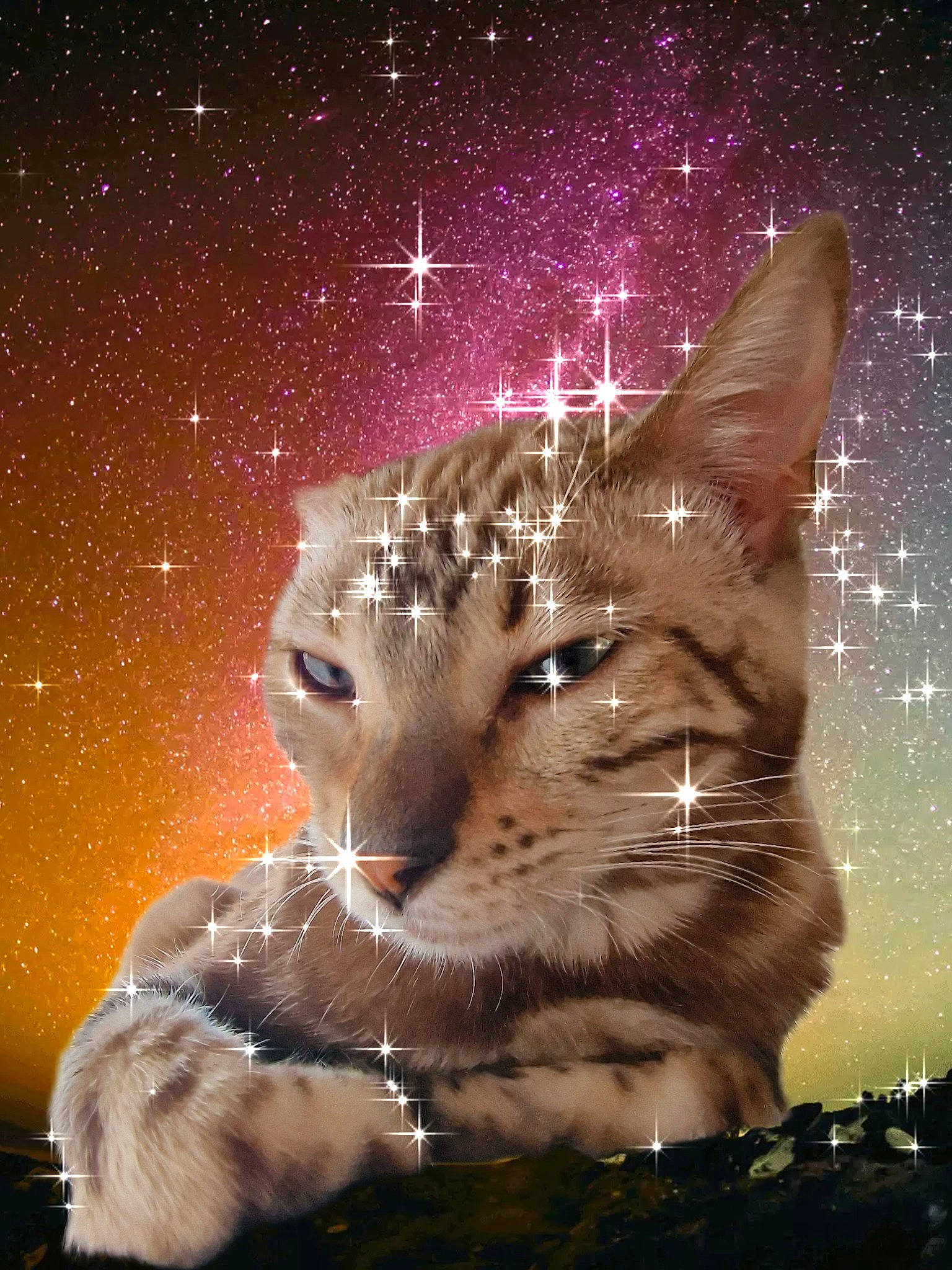 Maya a rejoint le concours — aidez-le/la à gagner de superbes lots ! art, astronomical_object, carnivore, cat, darkness, fawn, felidae, fur, light, mammal, midnight, photo_caption, small_to_medium_sized_cats, snout, space, star, terrestrial_animal, vertebrate, whiskers, window