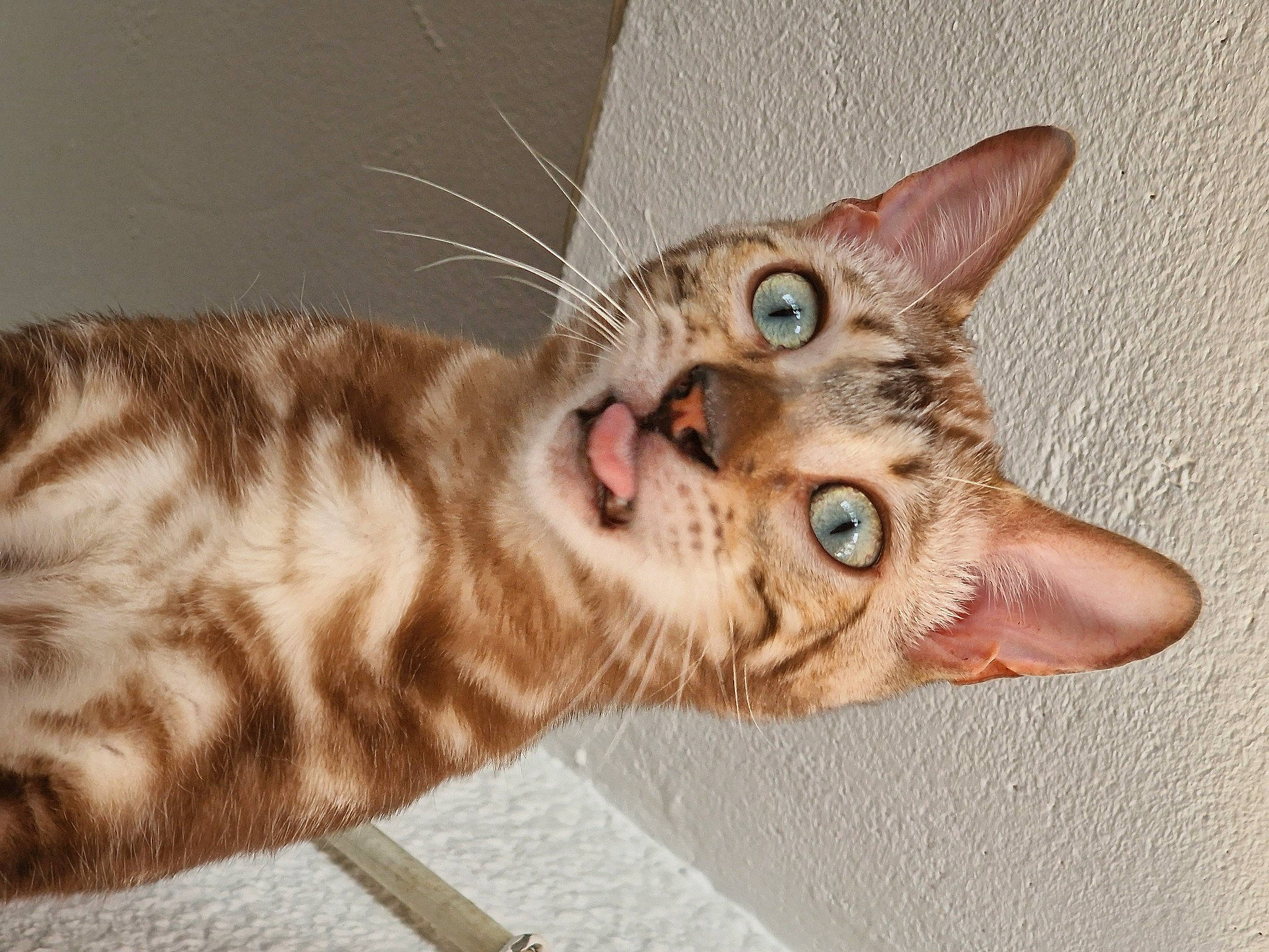 Maya participe au concours pour gagner de l'argent avec cette photo : carnivore, cat, claw, comfort, domestic_short_haired_cat, fawn, felidae, fur, paw, small_to_medium_sized_cats, tail, terrestrial_animal, whiskers, wildlife