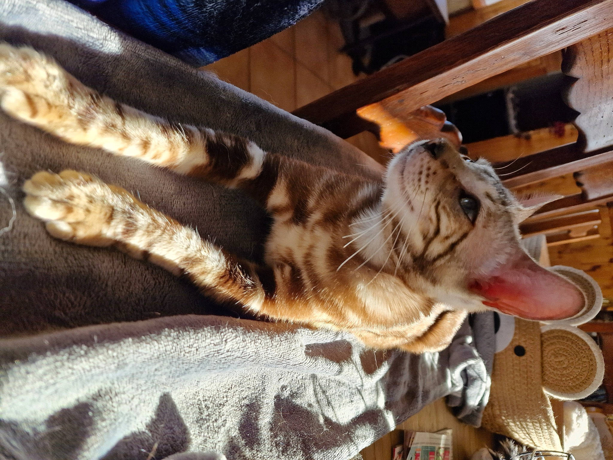 Maya a rejoint le concours — aidez-le/la à gagner de superbes lots ! big_cats, canidae, carnivore, comfort, dog_breed, domestic_short_haired_cat, fawn, felidae, fur, hardwood, hide, military_camouflage, small_to_medium_sized_cats, snout, sporting_group, tail, terrestrial_animal, whiskers, wildlife, wood