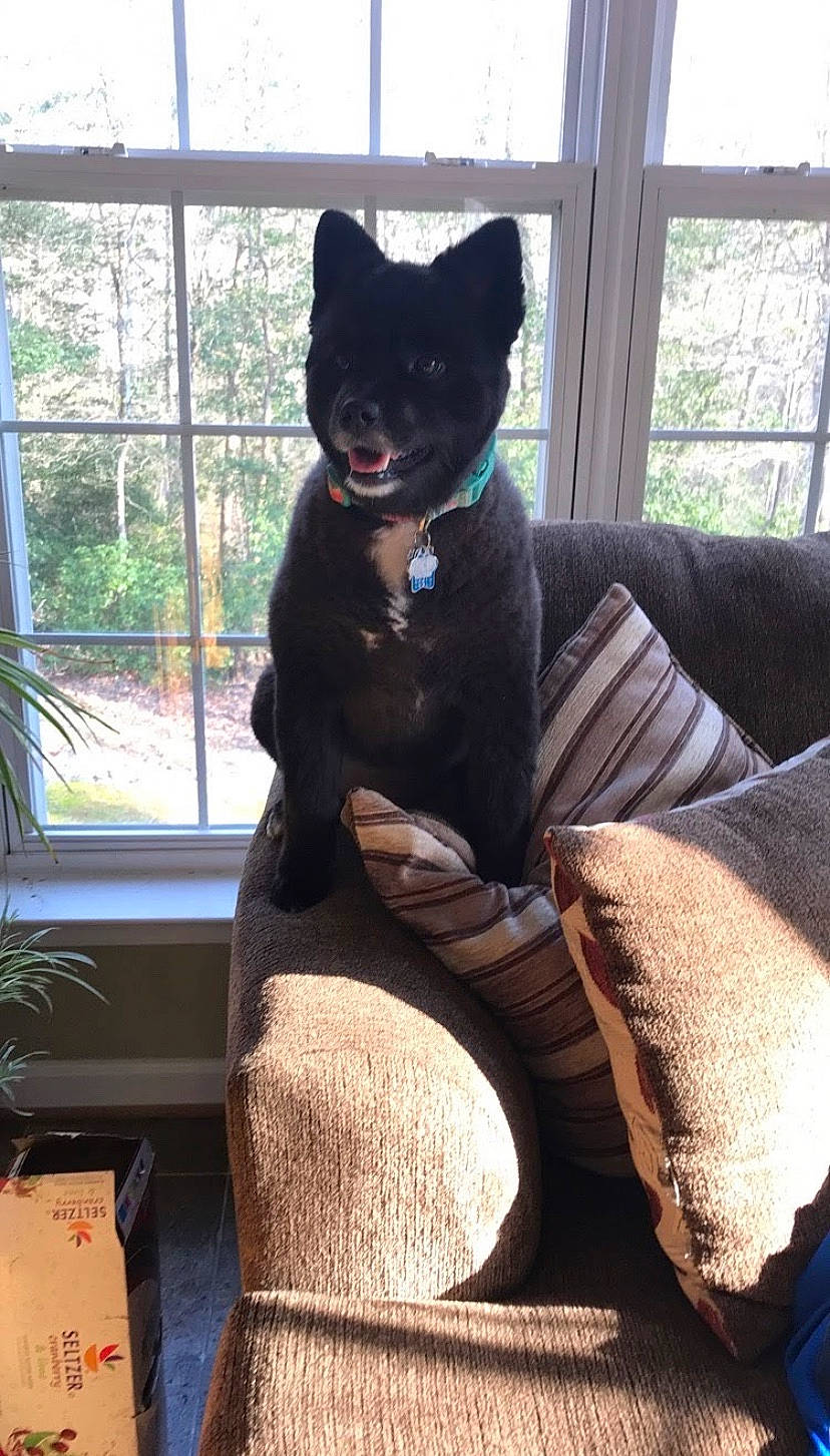 Jasmine is registered to the contest to win money with this photo: black_cat, canidae, carnivore, cat, dog_breed, felidae, non_sporting_group, small_to_medium_sized_cats