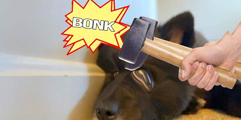 Jasmine is registered to the contest to win money with this photo: hammer, snout