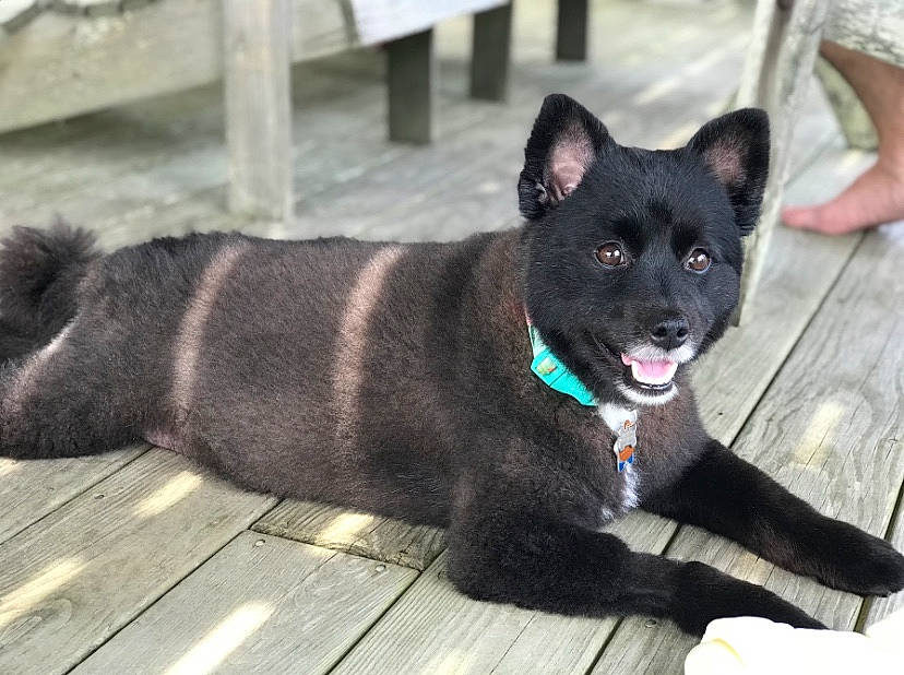 Jasmine joined the competition — help win amazing prizes! akita, black_norwegian_elkhound, canidae, carnivore, companion_dog, dog, dog_breed, formosan_mountain_dog, kai_ken, korean_jindo_dog, lapponian_herder, mammal, non_sporting_group, rare_breed_dog, schipperke, shiba_inu, spitz, sporting_group, vertebrate