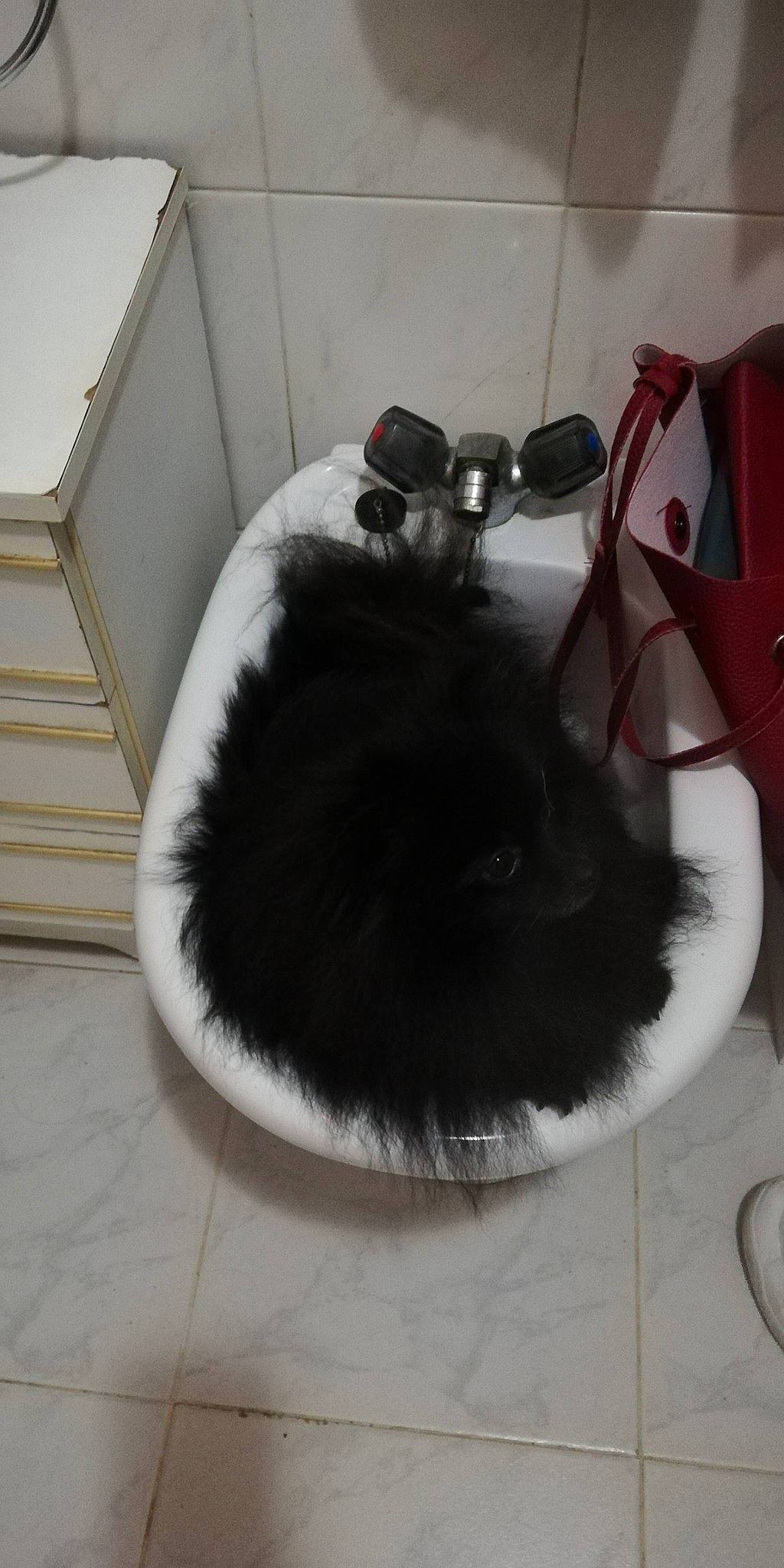 Oreo a rejoint le concours — aidez-le/la à gagner de superbes lots ! carnivore, cat, collar, felidae, fur, pet_supply, small_to_medium_sized_cats, snout, whiskers, wire