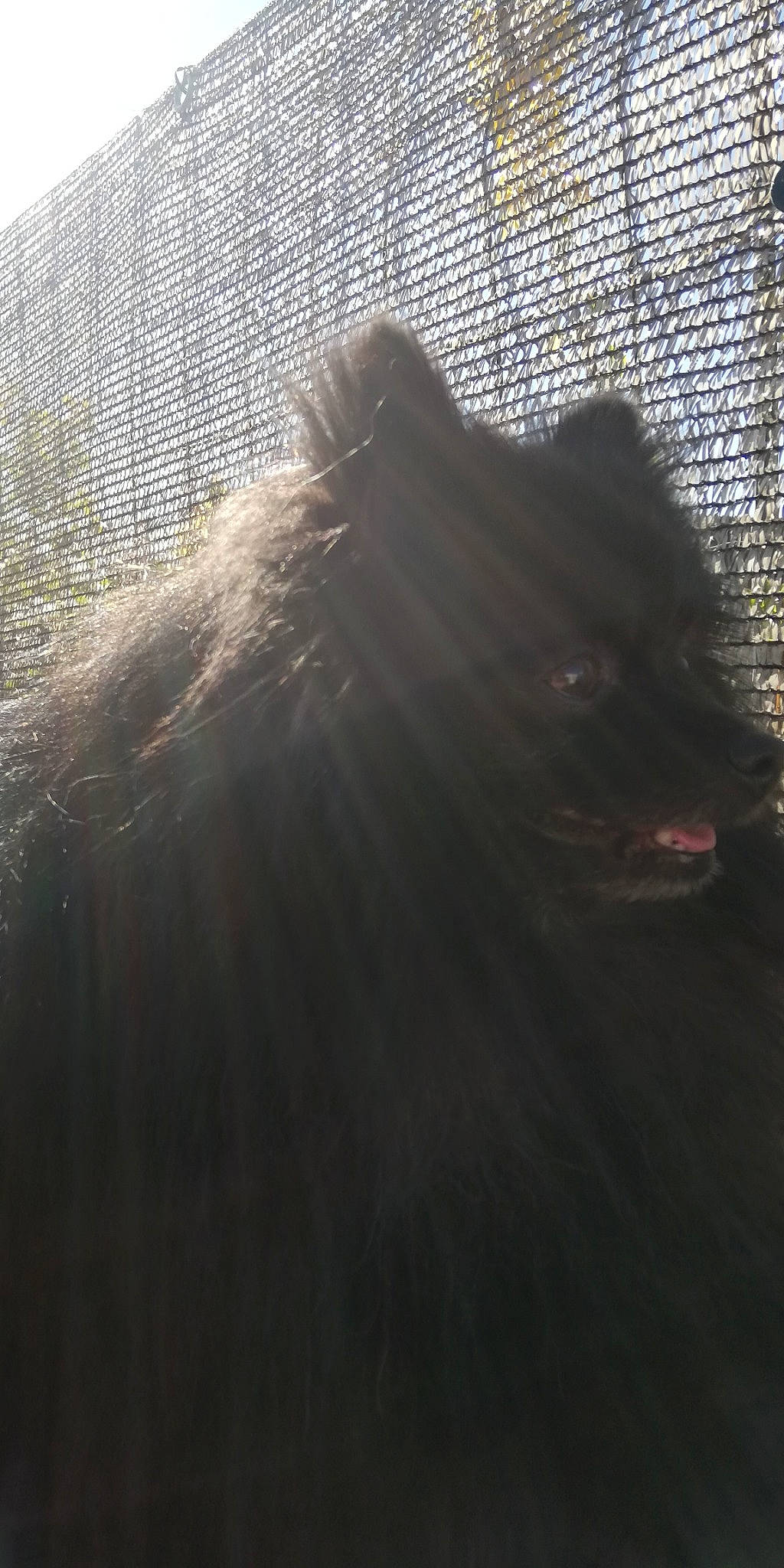 Oreo participe au concours pour gagner de l'argent avec cette photo : animal_shelter, cage, canidae, carnivore, chain_link_fencing, companion_dog, dog_breed, fang, fur, mesh, non_sporting_group, snout, terrestrial_animal, tongue, whiskers, wire_fencing, working_dog, zoo