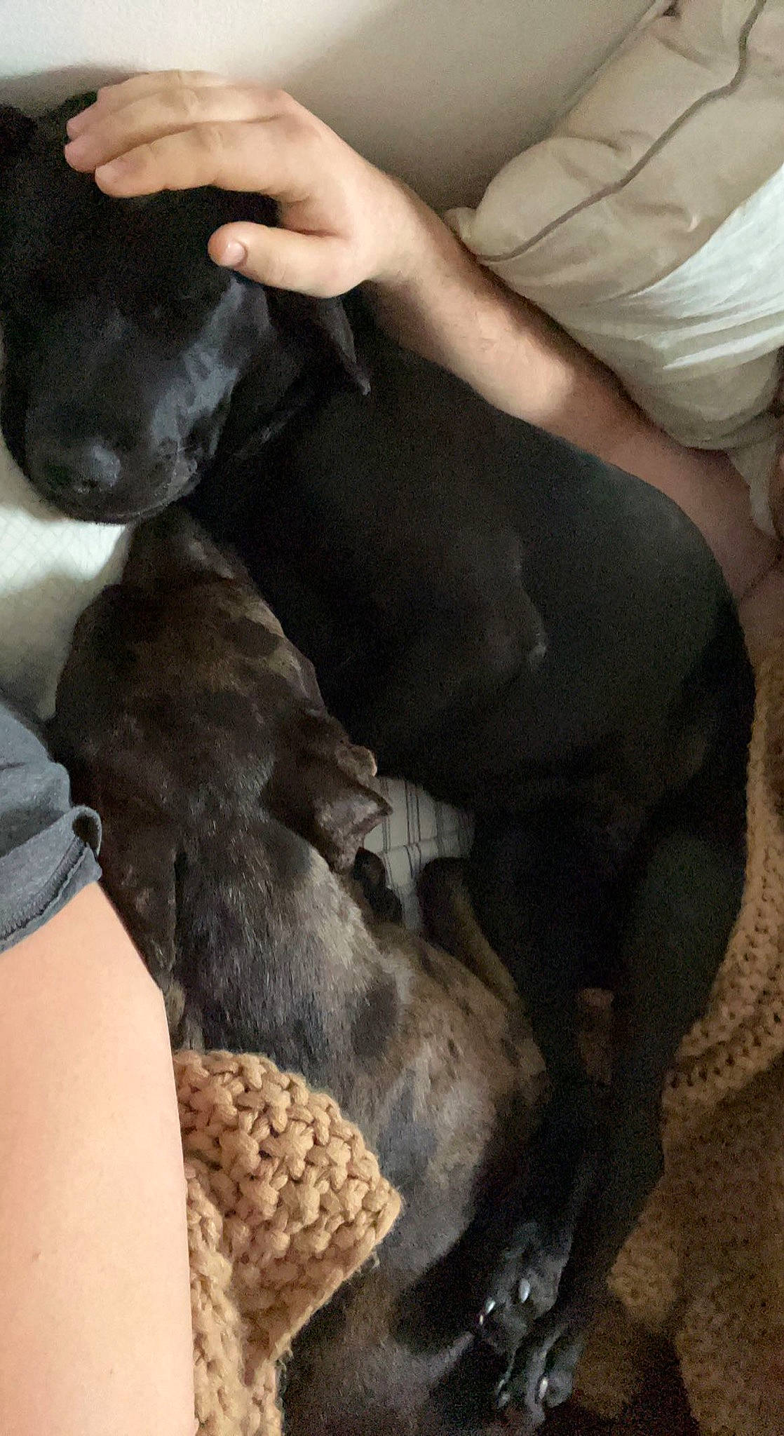 Ozzy is registered to the contest to win money with this photo: canidae, carnivore, comfort, companion_dog, dog, dog_breed, fawn, felidae, fur, gesture, guard_dog, human_leg, nap, paw, puppy_love, snout, sporting_group, thigh, whiskers, working_animal