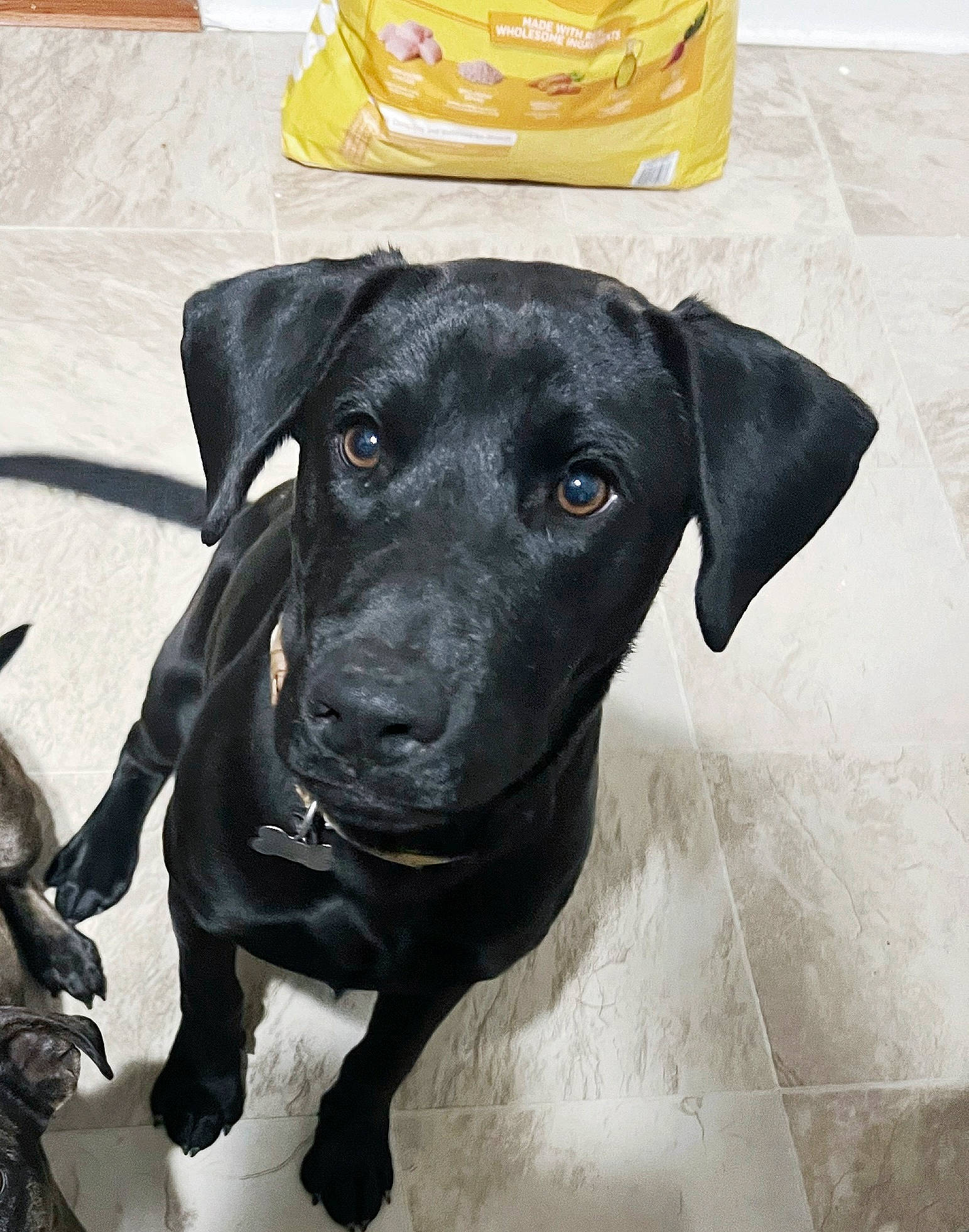 Ozzy is registered to the contest to win money with this photo: borador, canidae, carnivore, chair, collar, companion_dog, dog, dog_breed, dog_collar, eye, fashion_accessory, fur, head, liver, personal_protective_equipment, pet_supply, snout, sporting_group, whiskers, working_animal