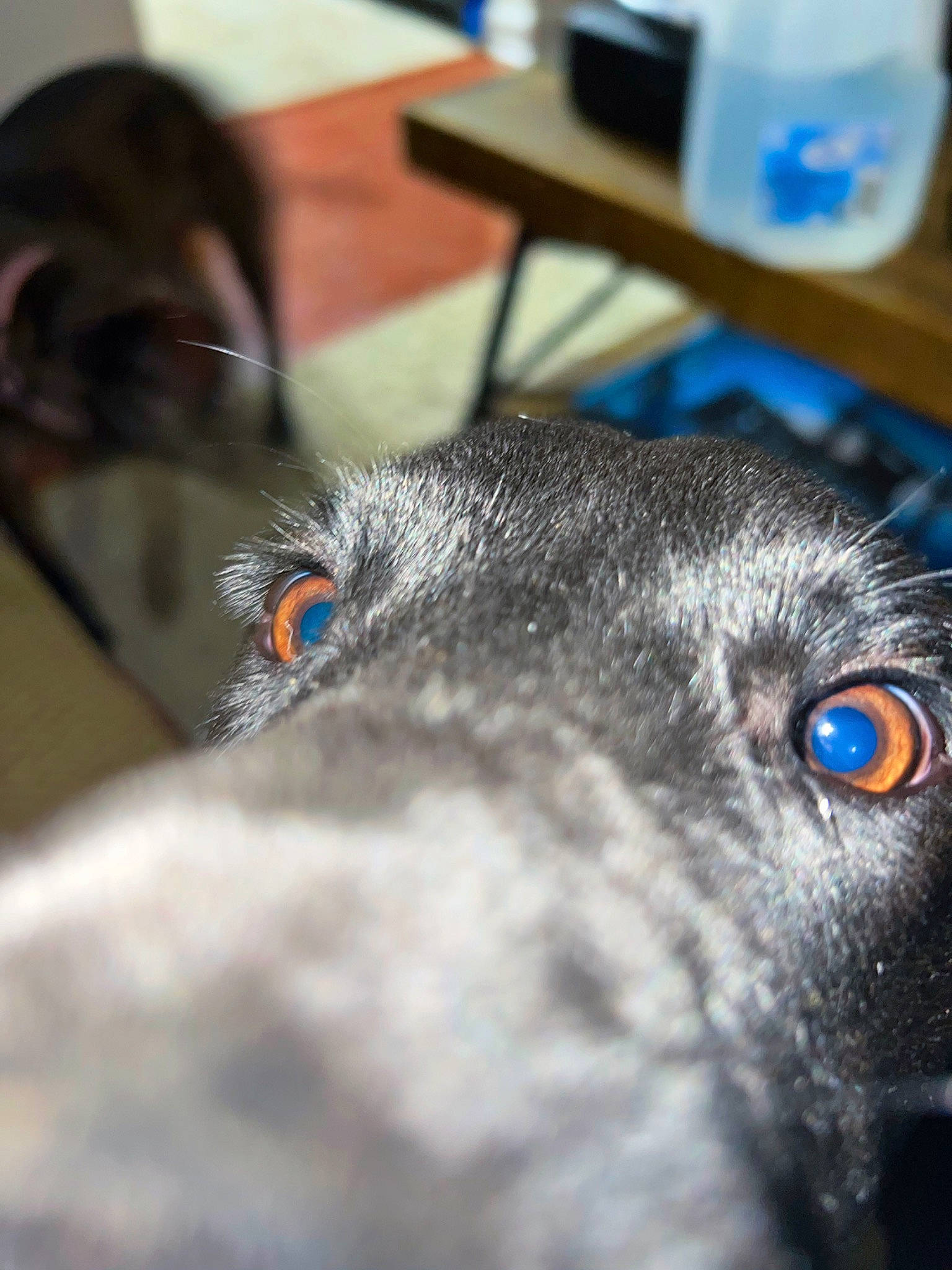 Ozzy is registered to the contest to win money with this photo: canidae, carnivore, companion_dog, dog, dog_breed, domestic_short_haired_cat, fur, guard_dog, jaw, non_sporting_group, snout, sporting_group, table, terrestrial_animal, whiskers, working_animal, working_dog