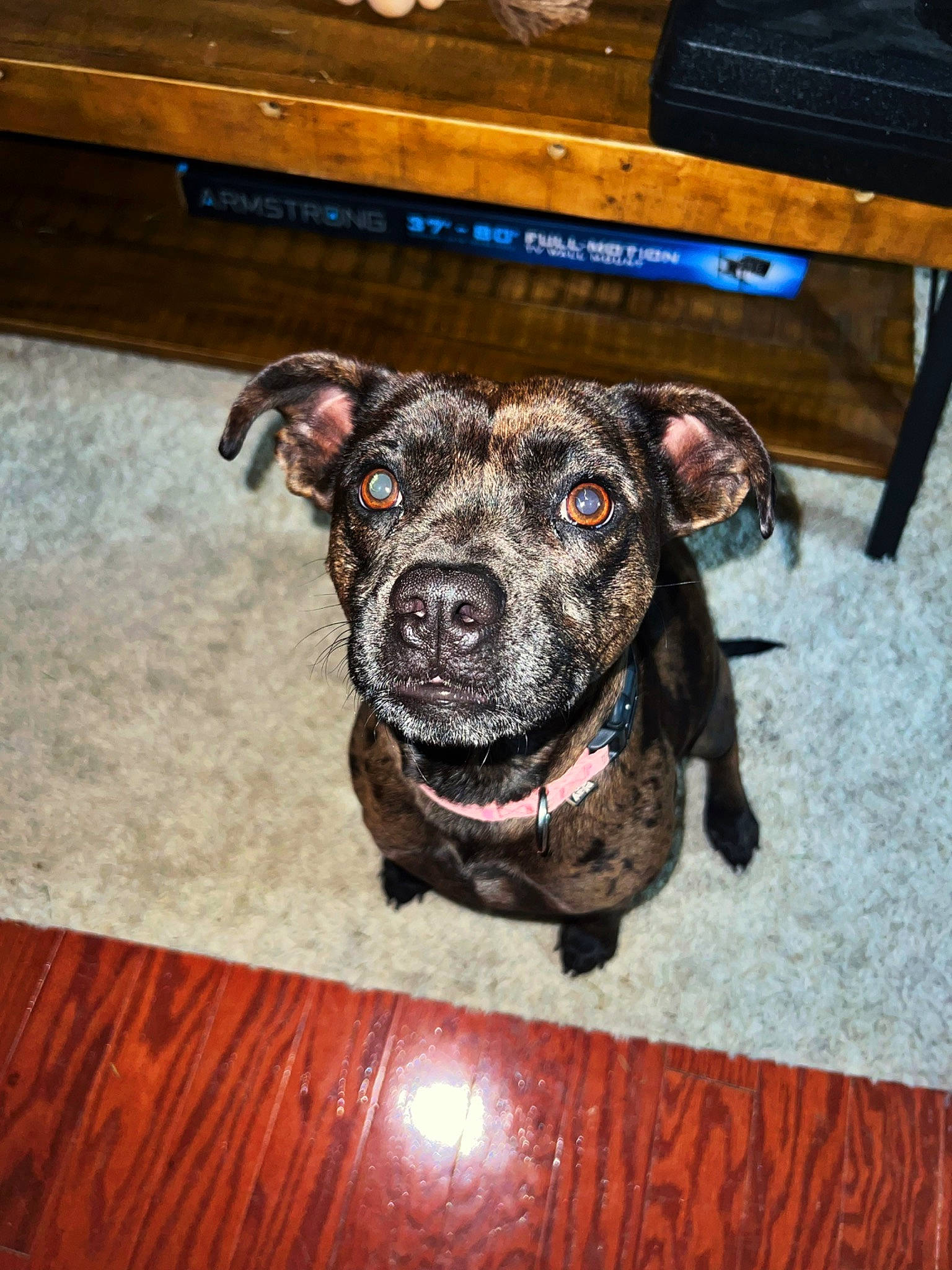 Chula is registered to the contest to win money with this photo: canidae, carnivore, chair, collar, companion_dog, dog, dog_breed, dog_collar, fawn, floor, flooring, fur, guard_dog, hardwood, liver, sporting_group, wood, wood_stain, working_animal, working_dog