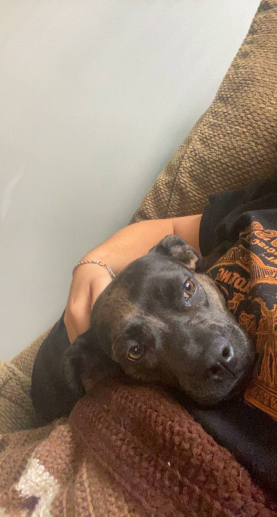 Chula joined the competition — help win amazing prizes! borador, canidae, carnivore, comfort, companion_dog, couch, dog, dog_breed, fawn, fur, grey, guard_dog, human_leg, non_sporting_group, selfie, sitting, snout, sporting_group, whiskers, working_animal