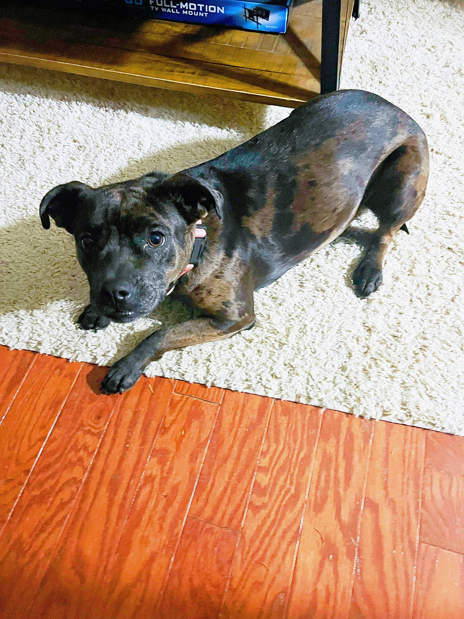 Chula joined the competition — help win amazing prizes! canidae, carnivore, collar, companion_dog, dog, dog_breed, dog_collar, fawn, flooring, guard_dog, gun_dog, hardwood, non_sporting_group, pet_supply, puppy, tail, terrestrial_animal, wood, working_animal, working_dog