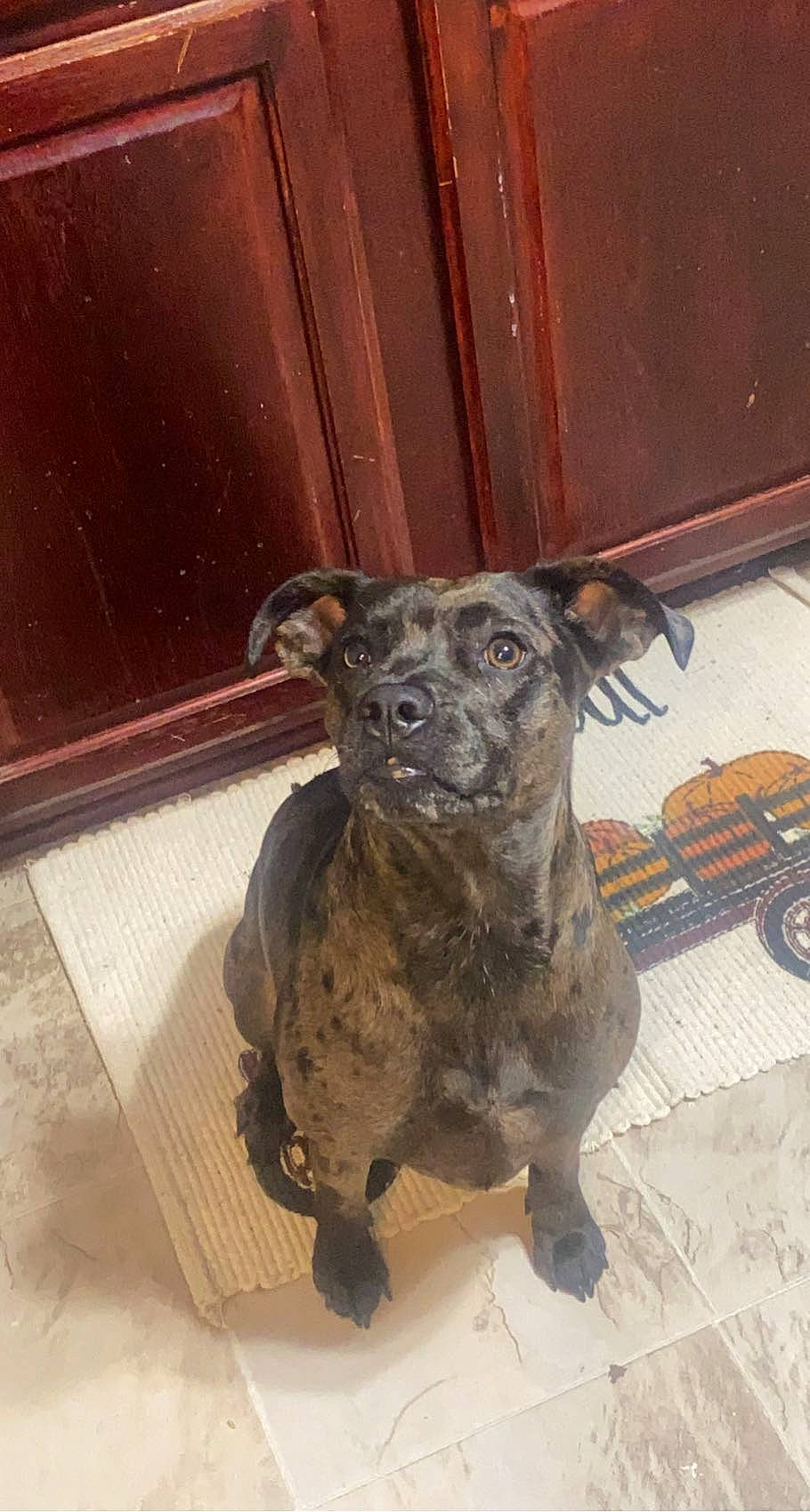 Chula is registered to the contest to win money with this photo: art, canidae, carnivore, companion_dog, dog, dog_breed, fawn, guard_dog, hardwood, paw, snout, sporting_group, street_dog, tail, terrestrial_animal, terrier, toy_dog, wood, wood_stain, working_animal