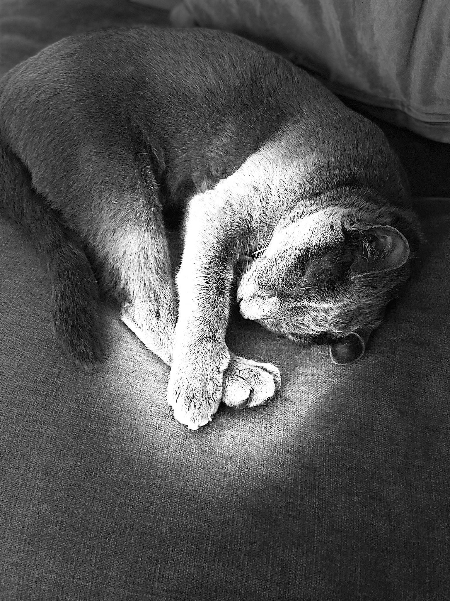Koko is registered to the contest to win money with this photo: carnivore, cat, comfort, darkness, dog_breed, domestic_short_haired_cat, felidae, foot, fur, grey, human_leg, monochrome, monochrome_photography, paw, small_to_medium_sized_cats, snout, tail, terrestrial_animal, whiskers, wrinkle