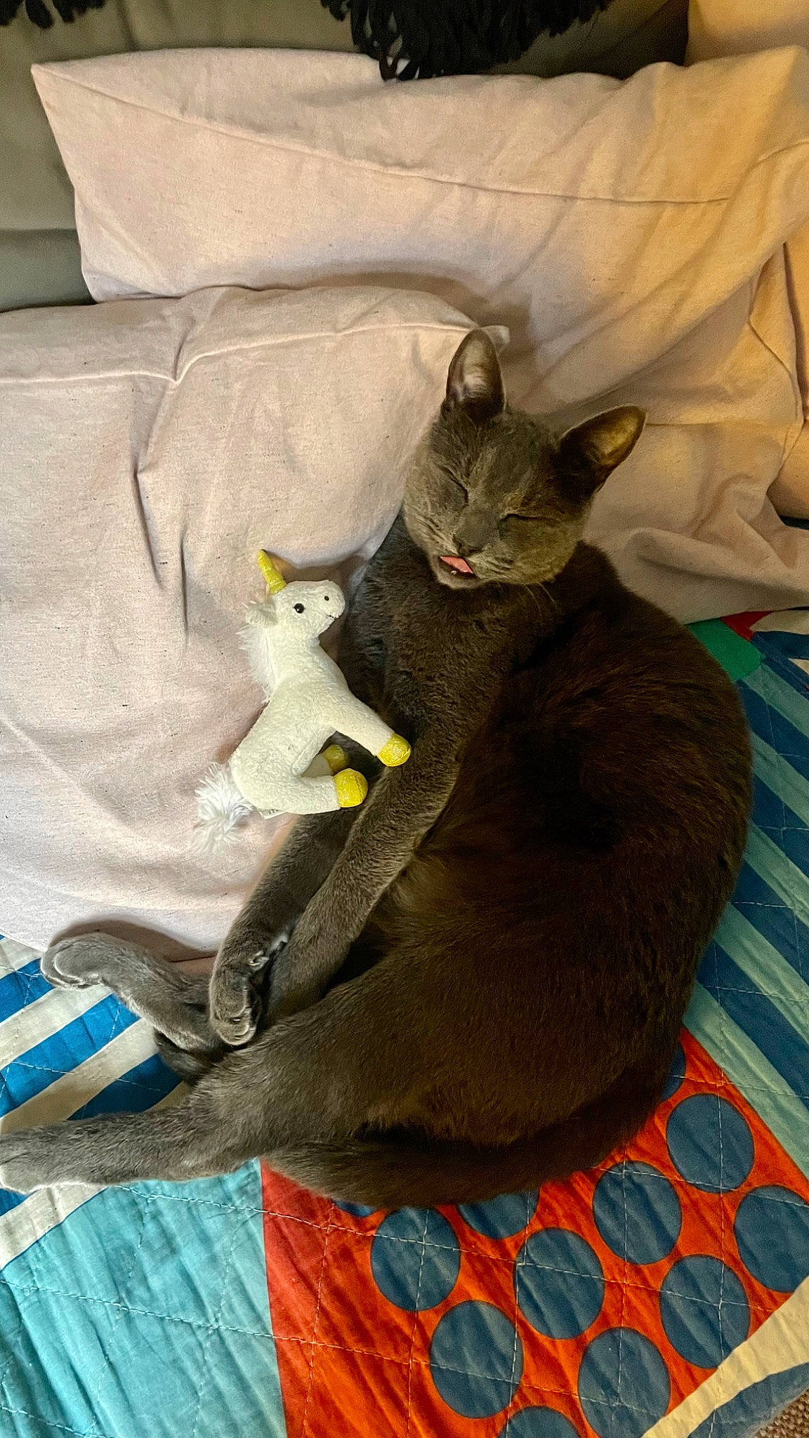 Zuma is registered to the contest to win money with this photo: bag, black_cat, carnivore, cat, cat_bed, cat_supply, comfort, domestic_short_haired_cat, fawn, felidae, fur, grey, havana_brown, linens, small_to_medium_sized_cats, tail, whiskers