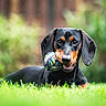 dog, dachshund, grass, toy, rope_toy, outdoor, pet, animal, playful, black_and_tan, lying_down, close_up, portrait, nature, greenery, cute, happy, domestic_animal, canine, summer