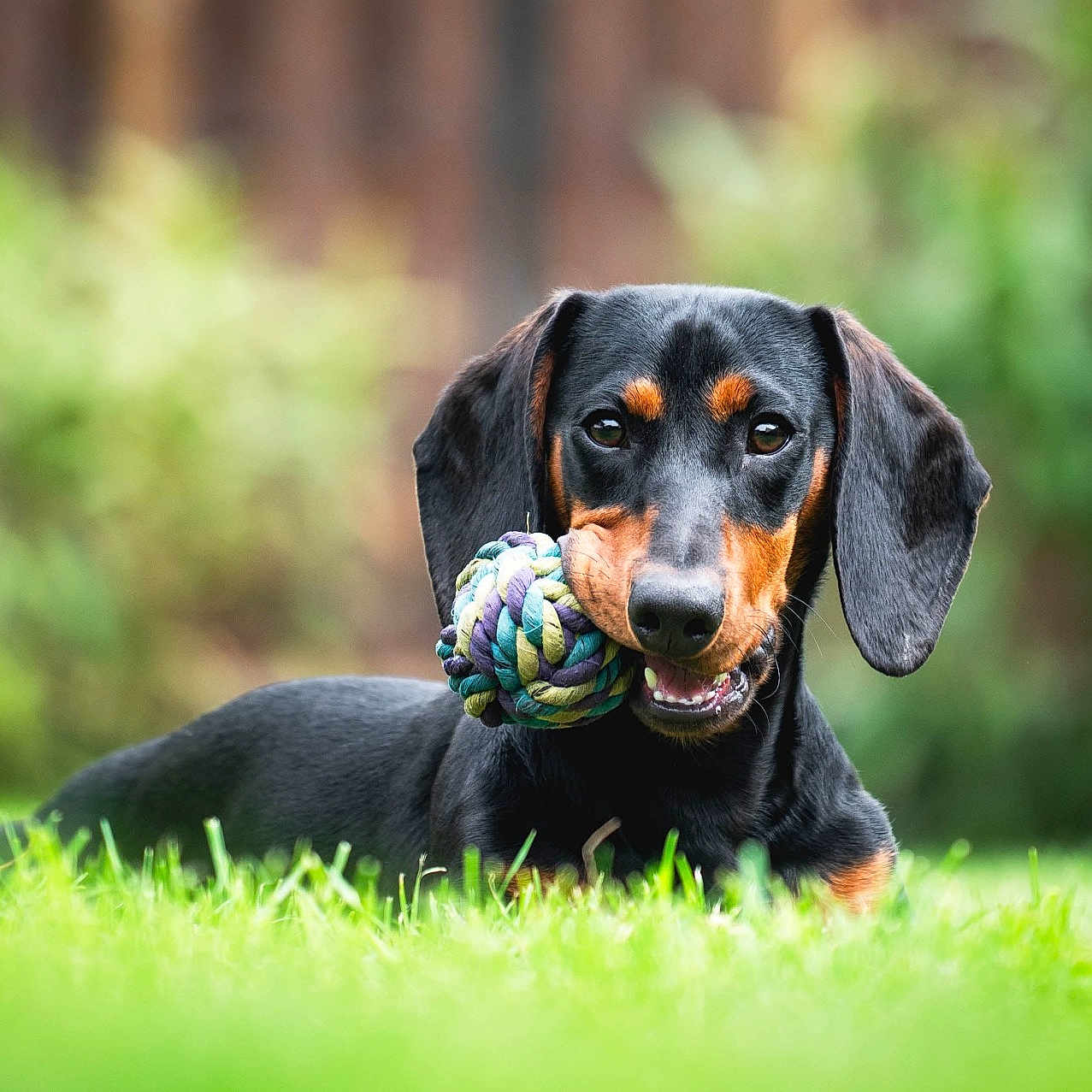 Marty participe au concours pour gagner de l'argent avec cette photo : dog, dachshund, grass, toy, rope_toy, outdoor, pet, animal, playful, black_and_tan, lying_down, close_up, portrait, nature, greenery, cute, happy, domestic_animal, canine, summer