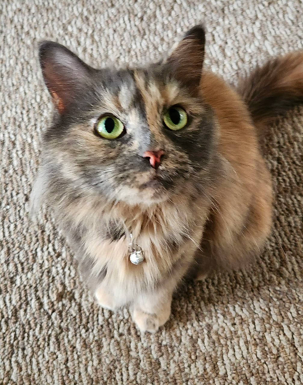 Kiki joined the competition — help win amazing prizes! carnivore, cat, domestic_short_haired_cat, felidae, fur, grass, paw, small_to_medium_sized_cats, snout, terrestrial_animal, whiskers