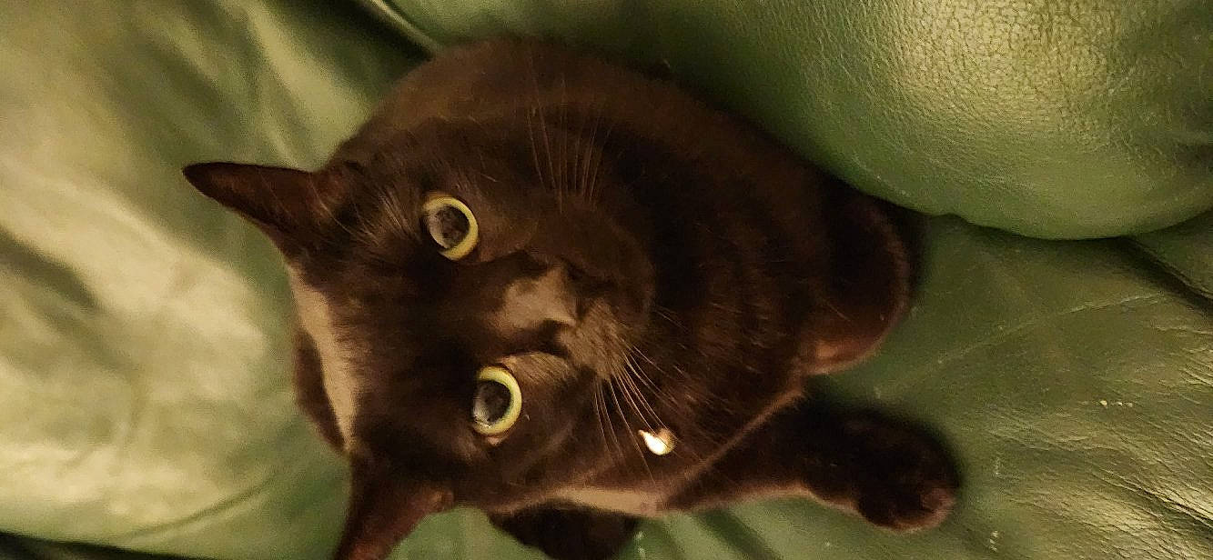 Cookie is registered to the contest to win money with this photo: black_cat, carnivore, cat, domestic_short_haired_cat, felidae, fur, small_to_medium_sized_cats, snout, terrestrial_animal, whiskers