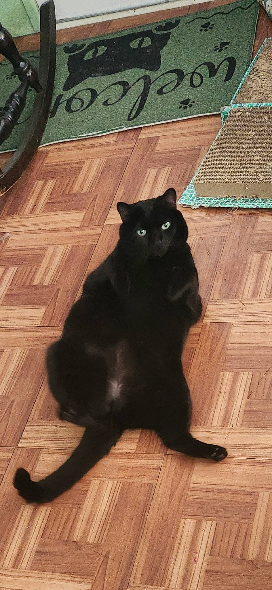 Cookie is registered to the contest to win money with this photo: black, black_cat, bombay, brown, carnivore, cat, felidae, floor, flooring, fur, hardwood, laminate_flooring, small_to_medium_sized_cats, snout, tail, terrestrial_animal, whiskers, wood, wood_flooring, wood_stain