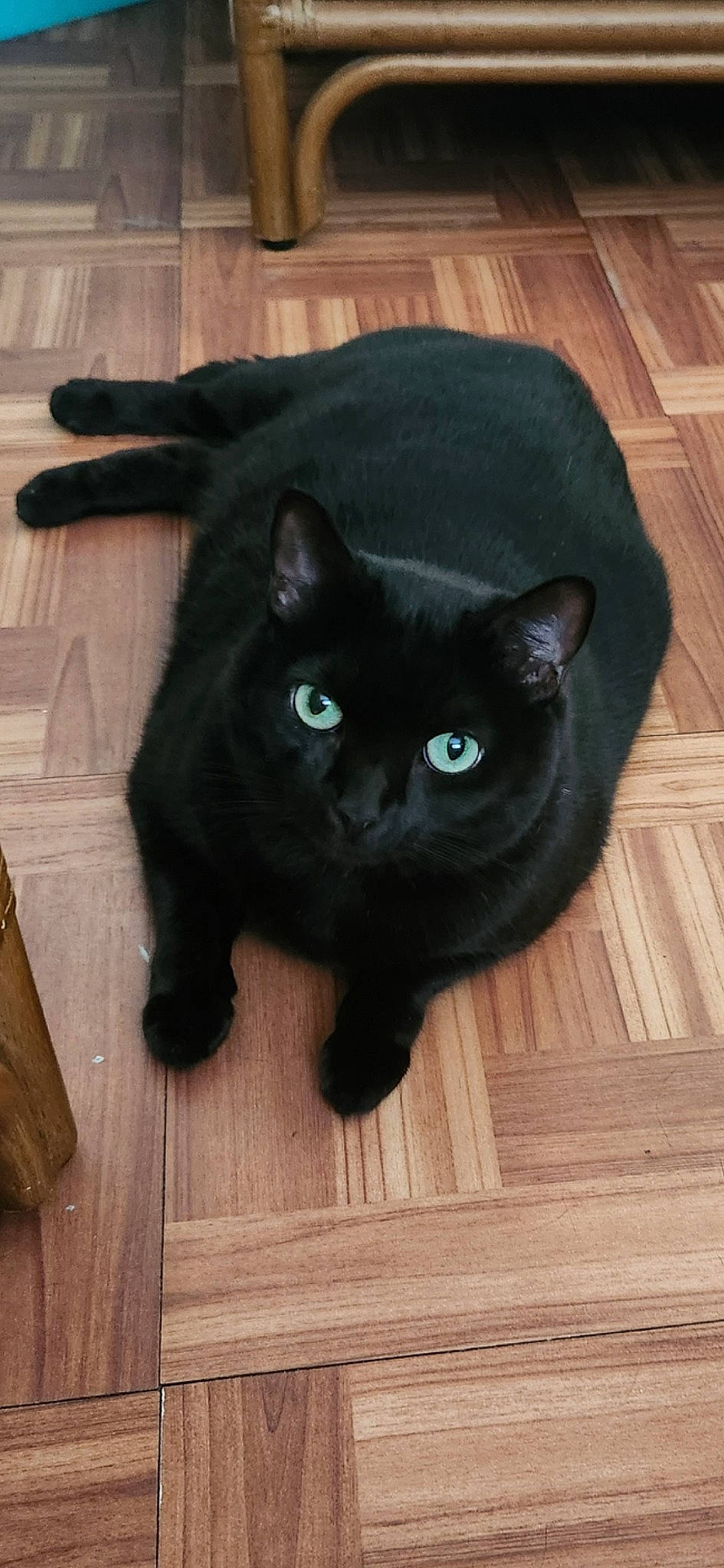 Cookie joined the competition — help win amazing prizes! black_cat, bombay, carnivore, cat, domestic_short_haired_cat, electric_blue, felidae, flooring, fur, hardwood, head, iris, plank, small_to_medium_sized_cats, snout, tail, terrestrial_animal, whiskers, wood, wood_stain