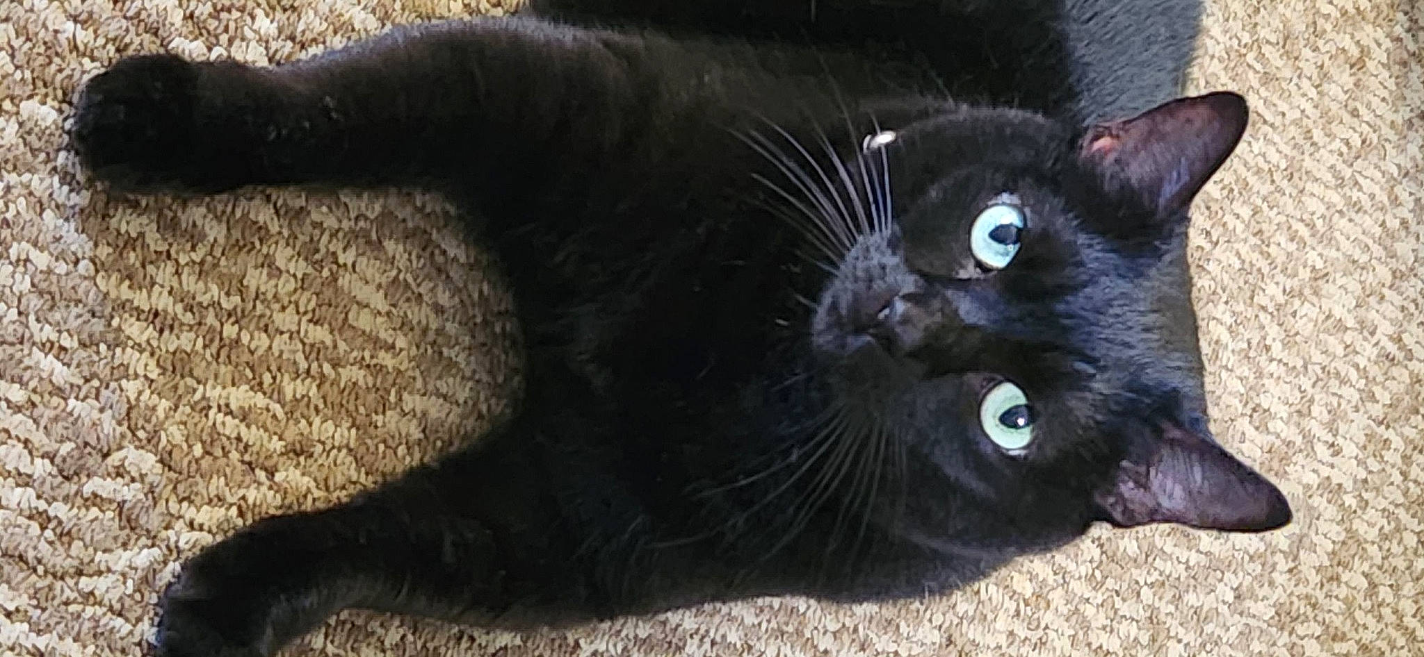 Cookie is registered to the contest to win money with this photo: black_cat, bombay, carnivore, cat, claw, domestic_short_haired_cat, felidae, fur, paw, small_to_medium_sized_cats, snout, tail, terrestrial_animal, whiskers