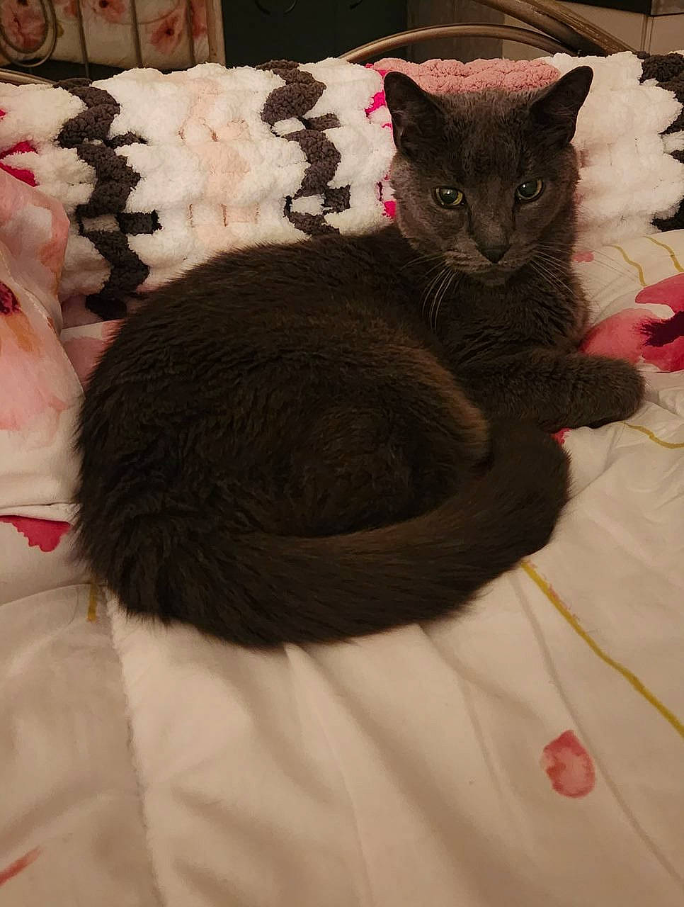 Simon joined the competition — help win amazing prizes! bed, black_cat, bombay, carmine, carnivore, cat, cat_supply, claw, comfort, domestic_short_haired_cat, felidae, fur, grey, linens, mammal, pattern, paw, small_to_medium_sized_cats, tail, whiskers