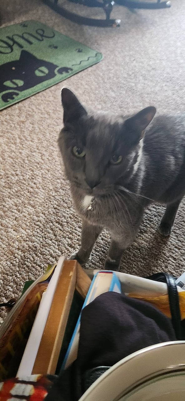 Simon joined the competition — help win amazing prizes! black_cat, carnivore, cat, claw, comfort, domestic_short_haired_cat, felidae, flooring, foot, fur, grey, human_leg, paw, russian_blue, sitting, small_to_medium_sized_cats, snout, tail, whiskers, wood