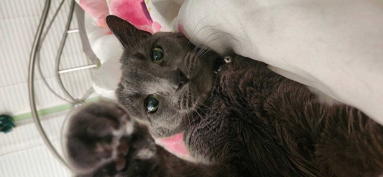 Simon is registered to the contest to win money with this photo: carnivore, cat, comfort, domestic_short_haired_cat, ear, felidae, fur, grey, small_to_medium_sized_cats, snout, terrestrial_animal, whiskers