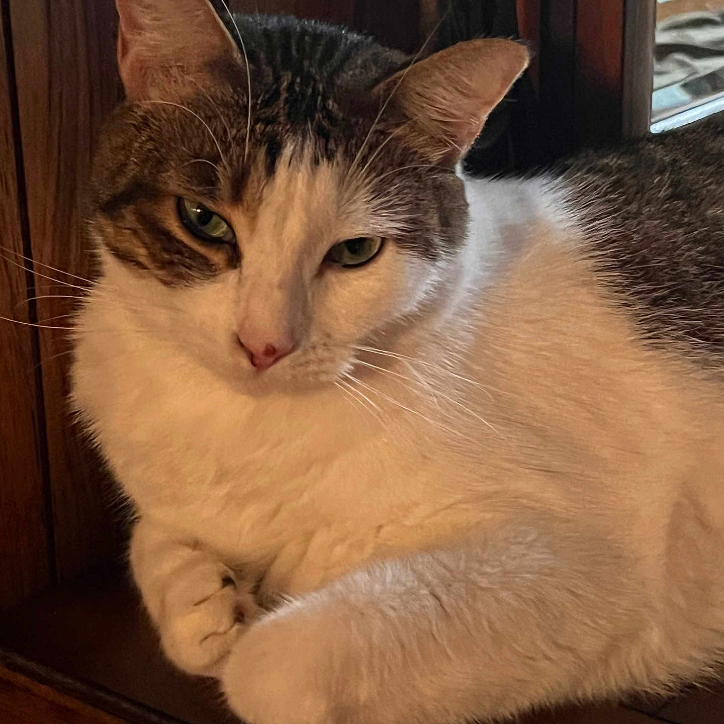 Lacey is registered to the contest to win money with this photo: cat, feline, pet, indoor, wood, fur, whiskers, relaxed, animal, closeup, face, paw, resting, cute, domestic, mammal, tabby, white, green_eyes, calm