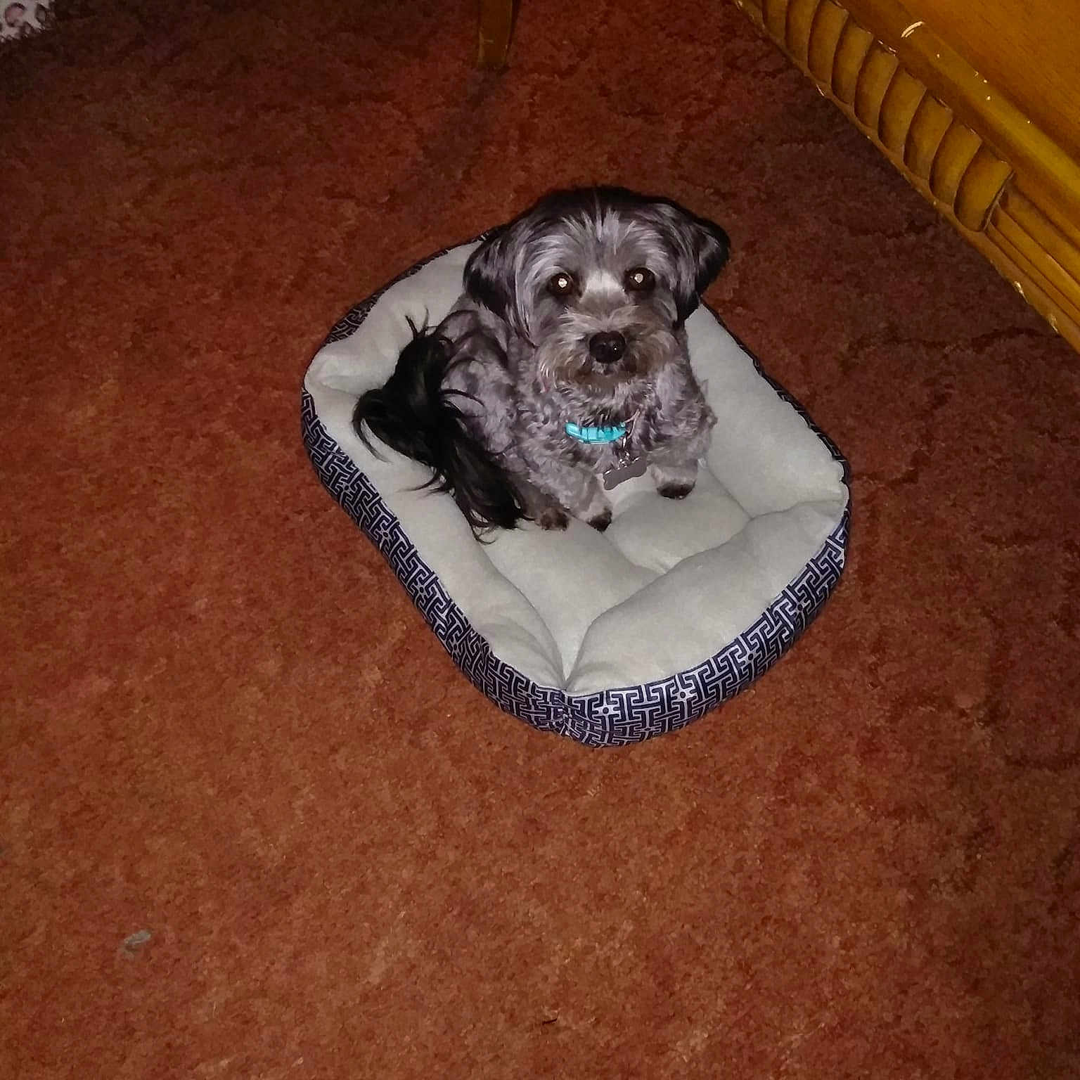 Pepper Anne is registered to the contest to win money with this photo: carnivoran, dog, dog_breed, dog_like_mammal, floor, flooring, puppy
