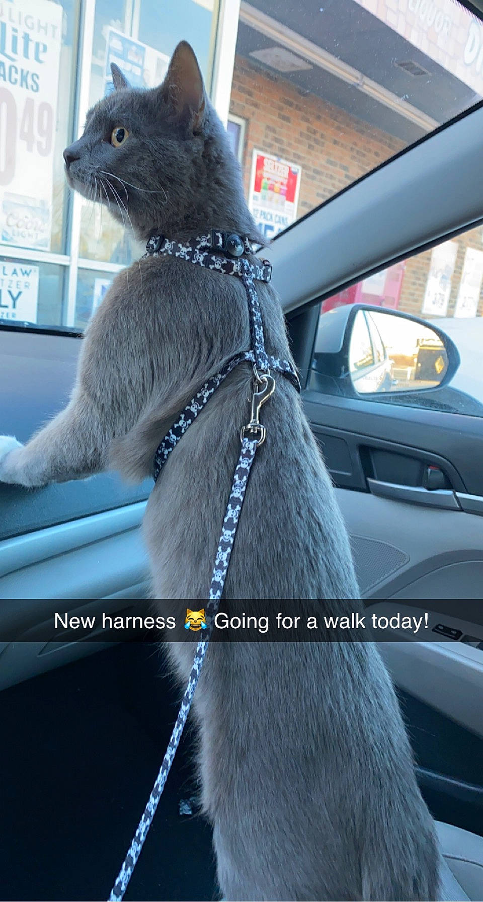 Ashton is registered to the contest to win money with this photo: auto_part, automotive_design, automotive_exterior, automotive_mirror, car, carnivore, cat, collar, electric_blue, felidae, fur, grey, liver, motor_vehicle, russian_blue, snout, vehicle, vehicle_door, window, windshield