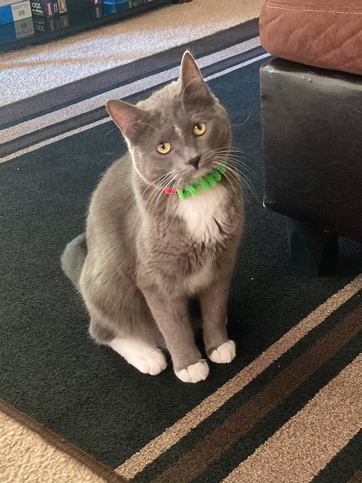 Ashton is registered to the contest to win money with this photo: asphalt, black_cat, carnivore, cat, domestic_short_haired_cat, fawn, felidae, flooring, fur, grey, paw, photo_caption, road, road_surface, sidewalk, sitting, small_to_medium_sized_cats, snout, tail, whiskers