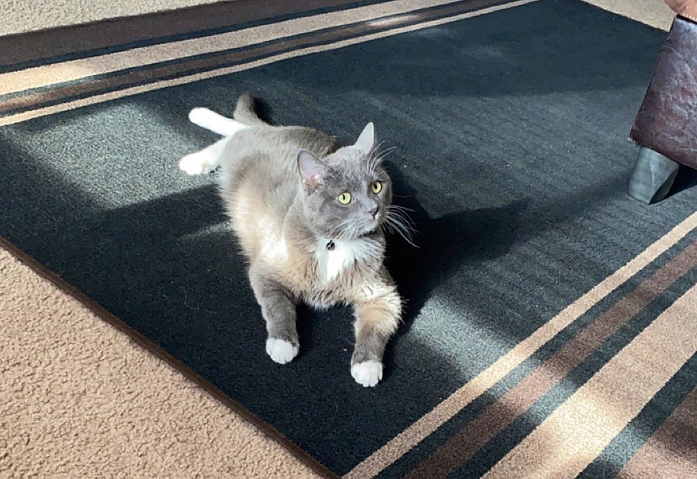 Ashton joined the competition — help win amazing prizes! asphalt, carnivore, cat, claw, domestic_short_haired_cat, eye, fawn, felidae, floor, flooring, fur, grey, human_leg, paw, road_surface, sidewalk, small_to_medium_sized_cats, snout, tail, whiskers