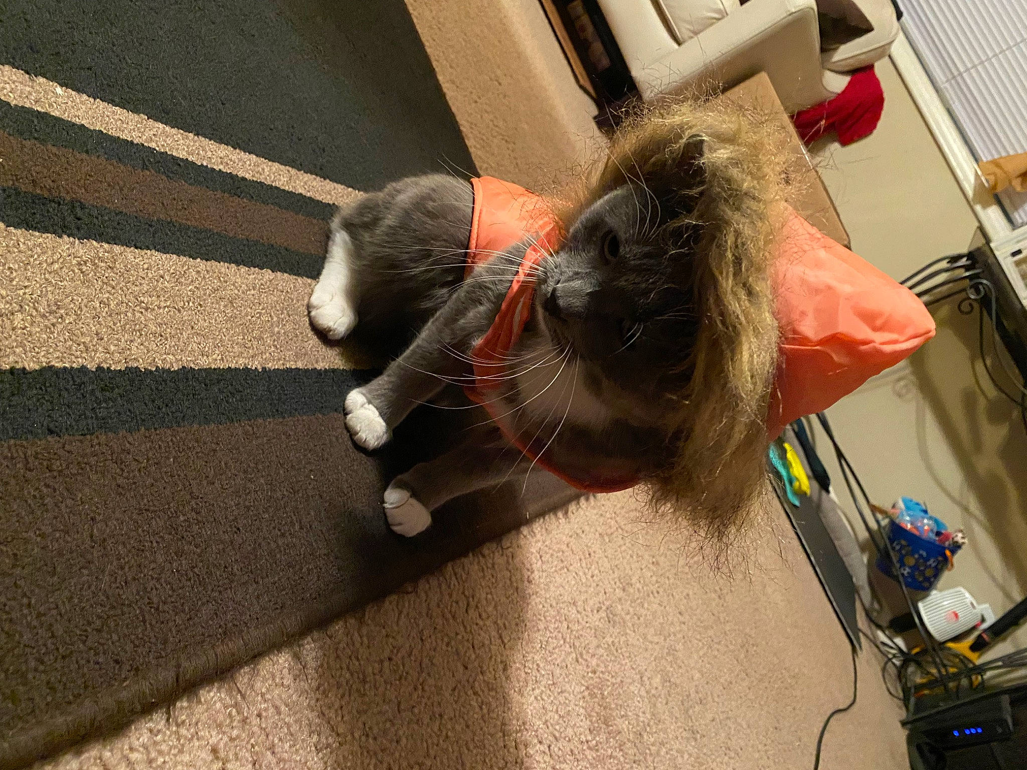 Ashton is registered to the contest to win money with this photo: auto_part, canidae, carmine, carnivore, collar, comfort, companion_dog, dog_breed, fawn, felidae, flooring, fur, hardwood, human_leg, small_to_medium_sized_cats, snout, sporting_group, tail, whiskers, wood