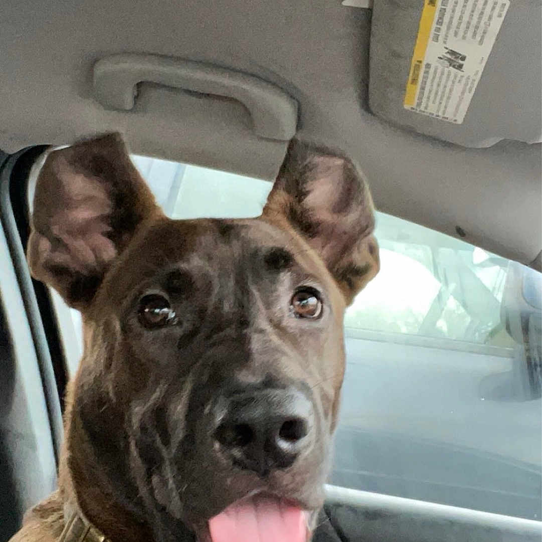 Grizzly is registered to the contest to win money with this photo: accessories, animal, bodypart, boxer, bulldog, canine, car, cushion, dog, face, head, homedecor, mouth, person, pet, pitbull, policedog, puppy, transportation, vehicle