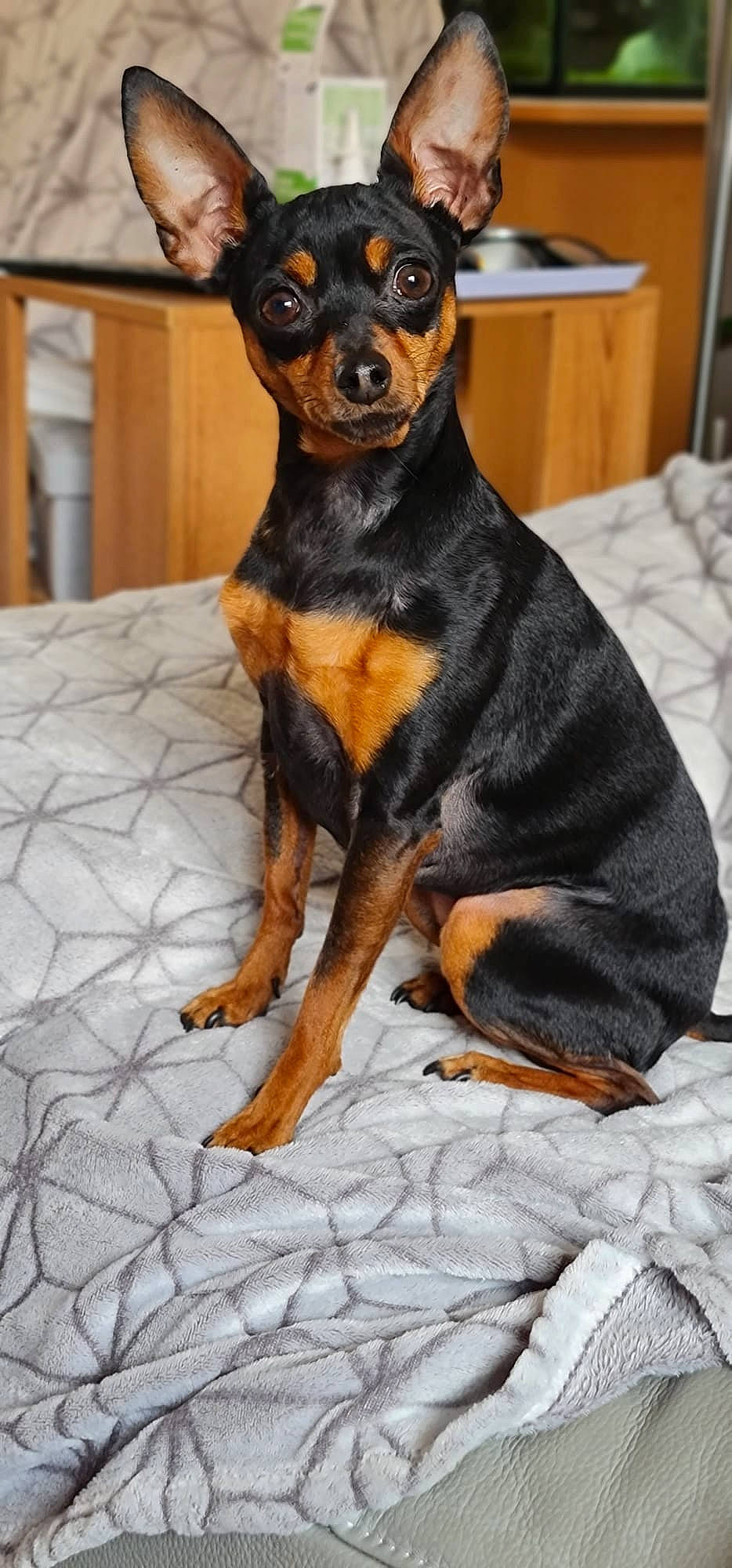 Maggy participe au concours pour gagner de l'argent avec cette photo : canidae, carnivore, comfort, companion_dog, dog, dog_breed, ear, fawn, fur, paw, pinscher, prazsky_krysarik, russkiy_toy, snout, sporting_group, terrestrial_animal, toy_dog, whiskers, working_animal, working_dog