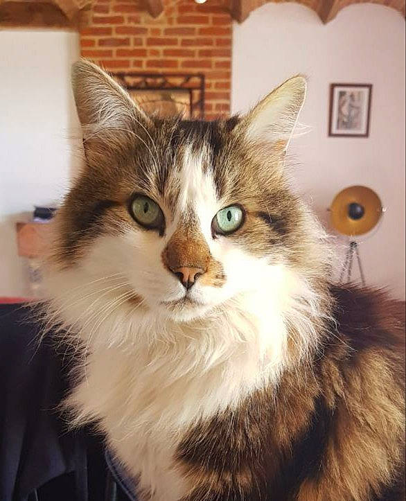 Touffu a rejoint le concours — aidez-le/la à gagner de superbes lots ! aegean_cat, asian_semi_longhair, british_semi_longhair, carnivore, cat, domestic_long_haired_cat, felidae, kitten, maine_coon, mammal, norwegian_forest_cat, ragamuffin, siberian, small_to_medium_sized_cats, somali, vertebrate, whiskers