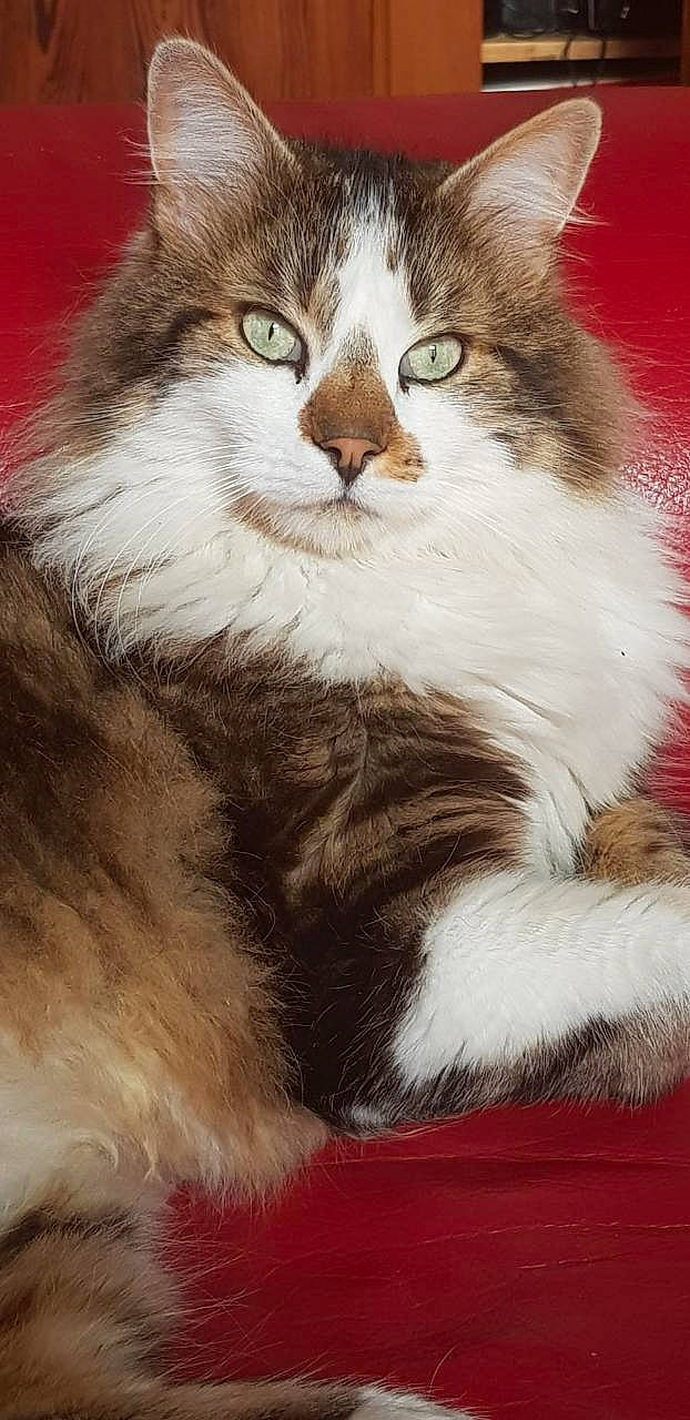 Touffu a rejoint le concours — aidez-le/la à gagner de superbes lots ! aegean_cat, american_curl, american_wirehair, asian_semi_longhair, british_longhair, british_semi_longhair, carnivore, cat, domestic_long_haired_cat, felidae, kitten, mammal, norwegian_forest_cat, ragamuffin, siberian, small_to_medium_sized_cats, vertebrate, whiskers