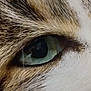 Touffu a rejoint le concours — aidez-le/la à gagner de superbes lots ! carnivore, cat, close_up, eye, eyebrow, eyelash, fur, iris, macro_photography, nose, organ, photography, snout, whiskers, wildlife