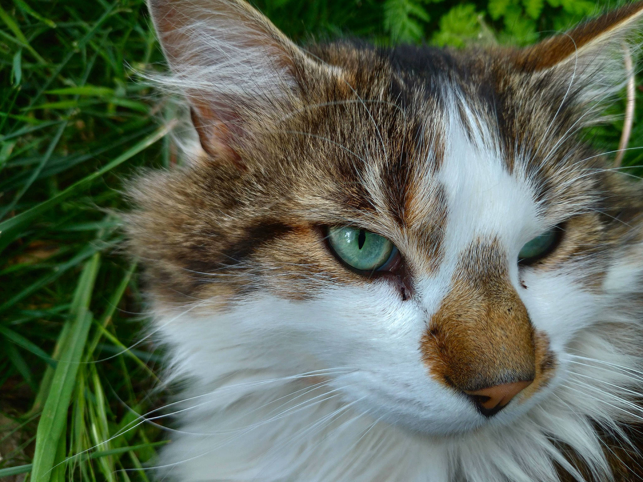 Touffu participe au concours pour gagner de l'argent avec cette photo : aegean_cat, american_wirehair, carnivore, cat, close_up, domestic_long_haired_cat, domestic_short_haired_cat, european_shorthair, eye, felidae, fur, grass, mammal, norwegian_forest_cat, siberian, small_to_medium_sized_cats, snout, tabby_cat, vertebrate, whiskers