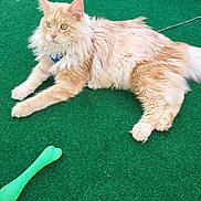 Arrow a rejoint le concours — aidez-le/la à gagner de superbes lots ! alert, animal, bone_shaped_toy, cat, domestic_cat, ears, feline, floor, fluffy, fur, ginger_cat, green_carpet, home, indoor, paws, pet, relaxed, resting, toy, whiskers