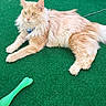 alert, animal, bone_shaped_toy, cat, domestic_cat, ears, feline, floor, fluffy, fur, ginger_cat, green_carpet, home, indoor, paws, pet, relaxed, resting, toy, whiskers