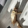 cat, orange_cat, fluffy, lying_down, floor, wooden_floor, sunlight, shadow, indoor, pet, relaxed, curious, long_tail, feline, home, domestic_animal, resting, light_and_shadow, animal, cute