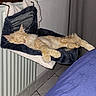cat, sleeping, orange_cat, cozy, radiator, hanging_bed, indoor, fur, pet, resting, feline, curtains, bedspread, tile_floor, home, relaxation, paw, window, quiet, domestic