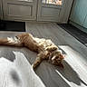 cat, orange_cat, fluffy, indoor, sunlight, shadow, wooden_floor, door, curious, relaxed, pet, animal, home, flooring, window, daylight, domestic, feline, light, resting