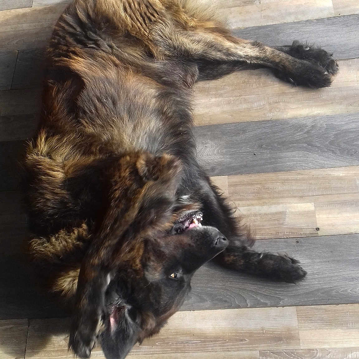 Gizmo