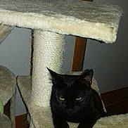 Olaf participe au concours pour gagner de l'argent avec cette photo : black_cat, carnivoran, cat, cat_like_mammal, domestic_short_haired_cat, fauna, furniture, kitten, small_to_medium_sized_cats, whiskers, wood