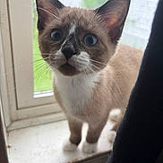 Panda is registered to the contest to win money with this photo: animal, blue_eyes, cat, closeup, curious, domestic, face, feline, fur, indoor, kitten, looking, mammal, pet, portrait, siamese, whiskers, window, windowsill, young