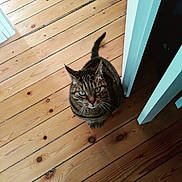 Maëlys participe au concours pour gagner de l'argent avec cette photo : animal, cat, cozy, curious, domestic, ears, feline, floorboards, green_eyes, home, indoor, light, looking_up, pet, sitting, striped, tabby, tail, whiskers, wooden_floor