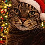Maëlys a rejoint le concours — aidez-le/la à gagner de superbes lots ! blurred_background, cat, celebration, christmas_tree, close_up, cozy, cute, festive, fur, green_eyes, holiday, indoors, lights, ornaments, pet, red, santa_hat, tabby_cat, whiskers, white